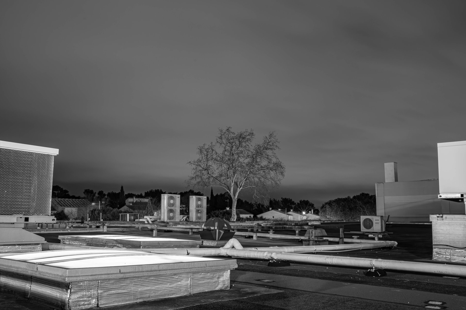 L'arbre qui voulait dépasser les buildings